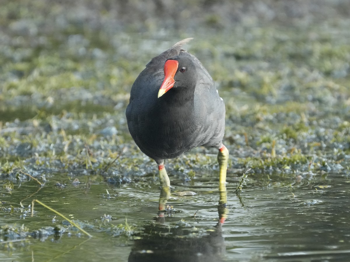 Gallinule d'Amérique - ML622037976