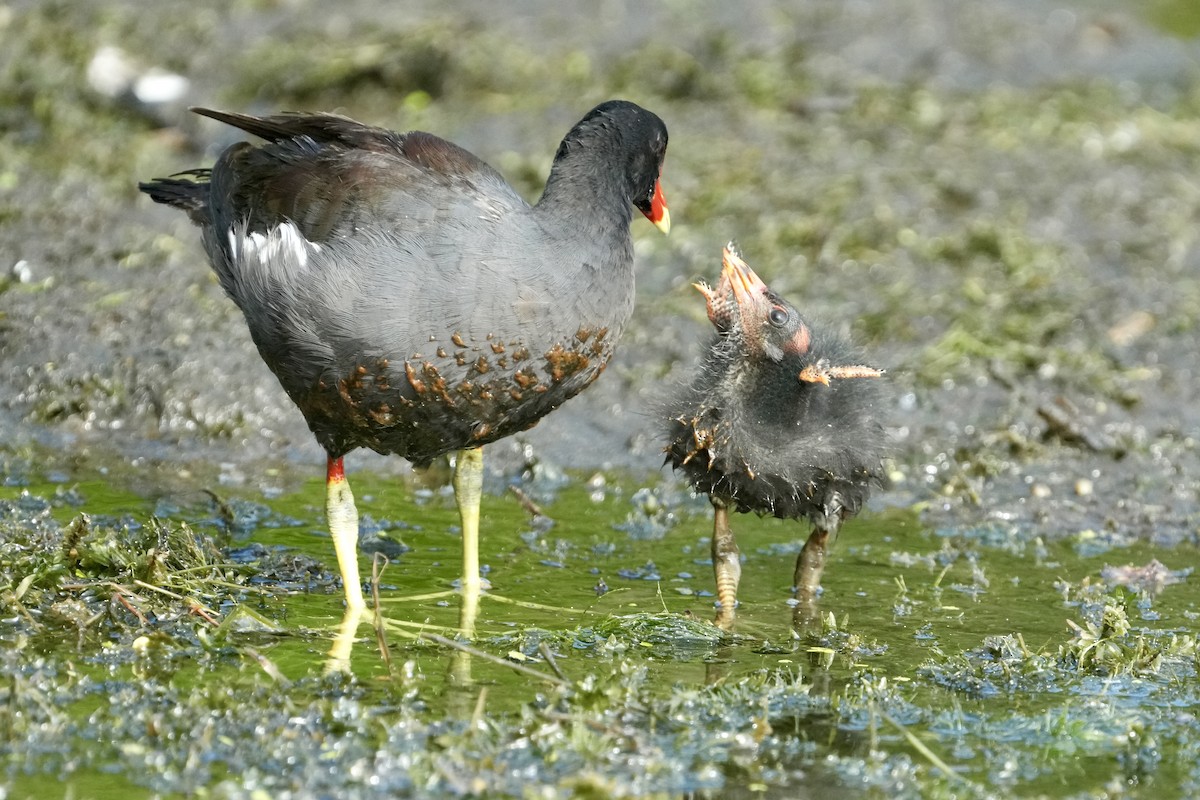 Gallinule d'Amérique - ML622037977