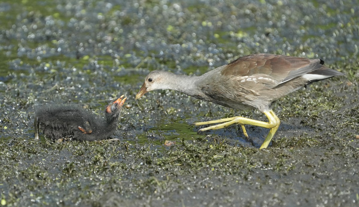 Gallinule d'Amérique - ML622037978