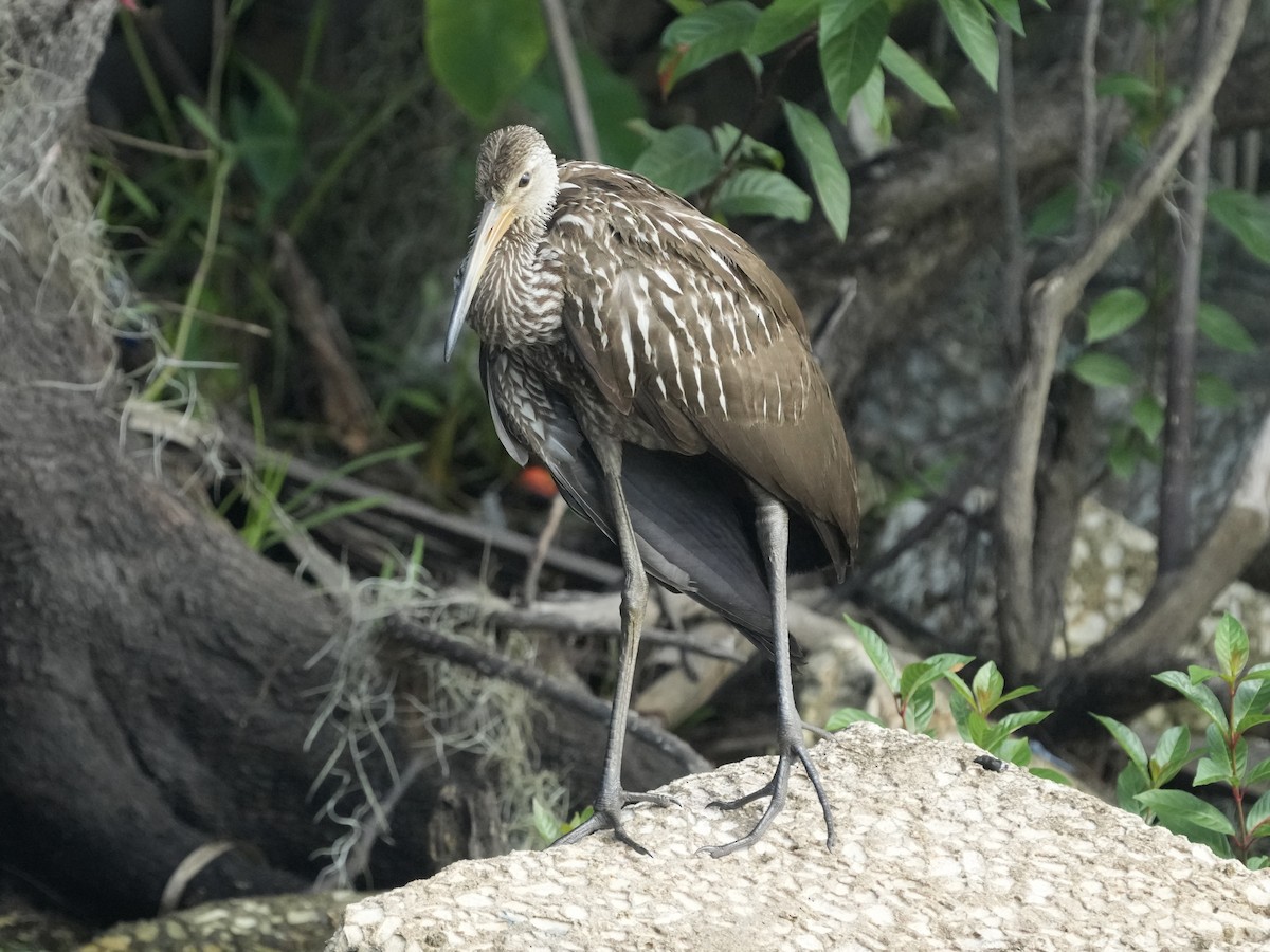 Limpkin - ML622037983