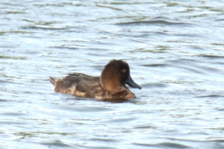 Tufted Duck - ML622037997