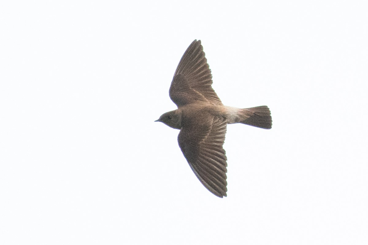 vlaštovka neotropická - ML622038008