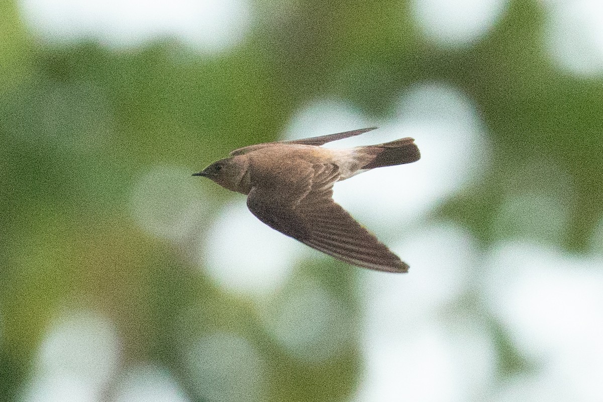 vlaštovka neotropická - ML622038021