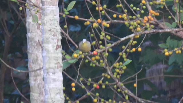 Gray-fronted Green-Pigeon - ML622038031