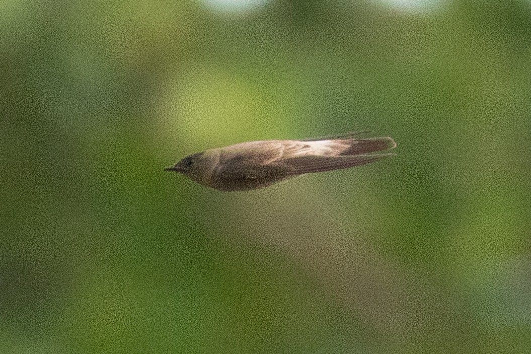 vlaštovka neotropická - ML622038034