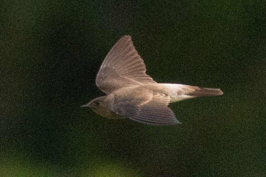 vlaštovka neotropická - ML622038035