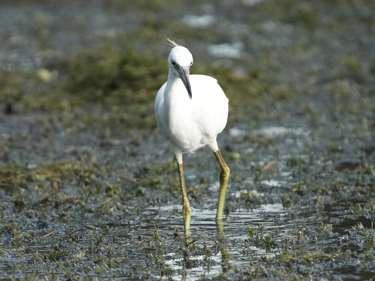 Little Blue Heron - ML622038039