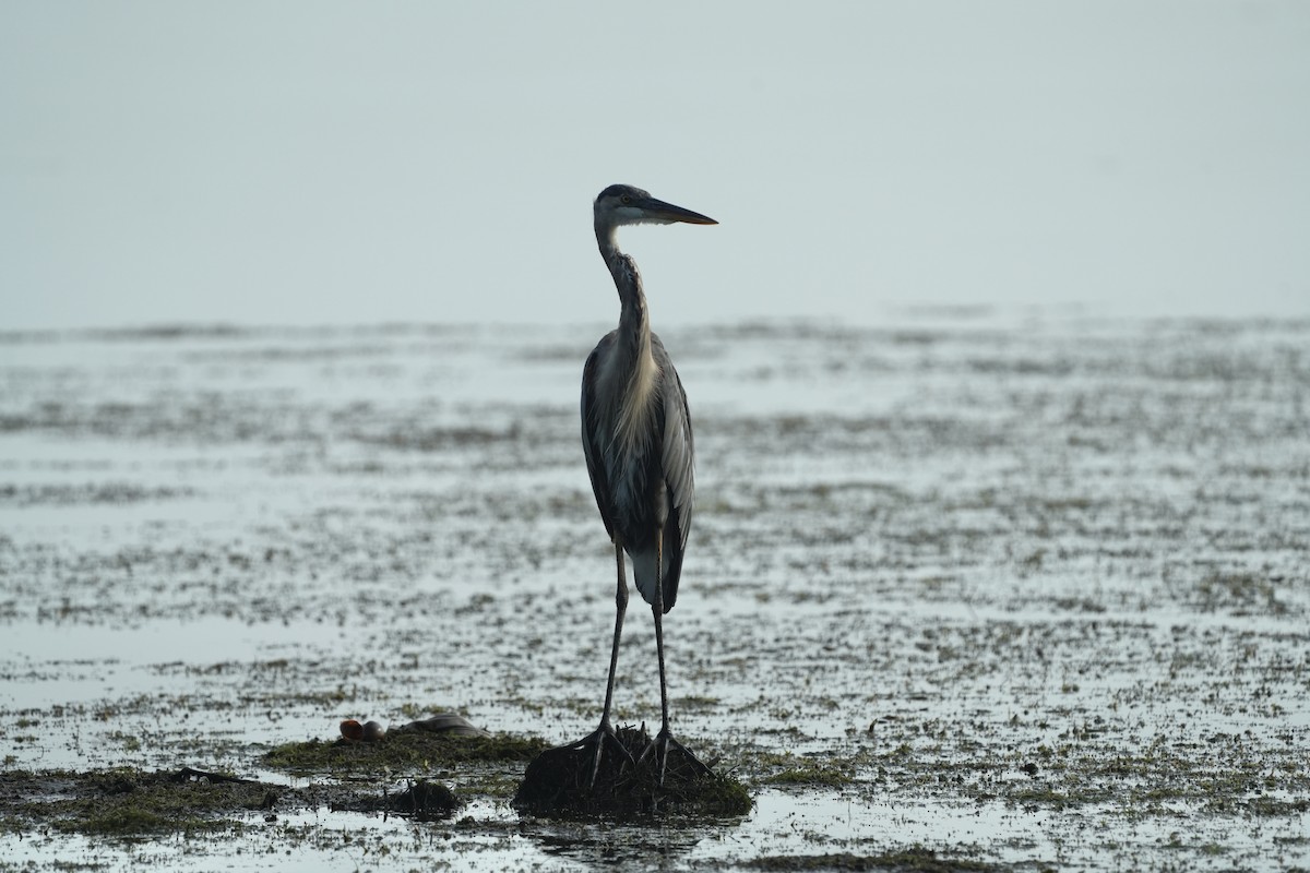 Great Blue Heron - ML622038048