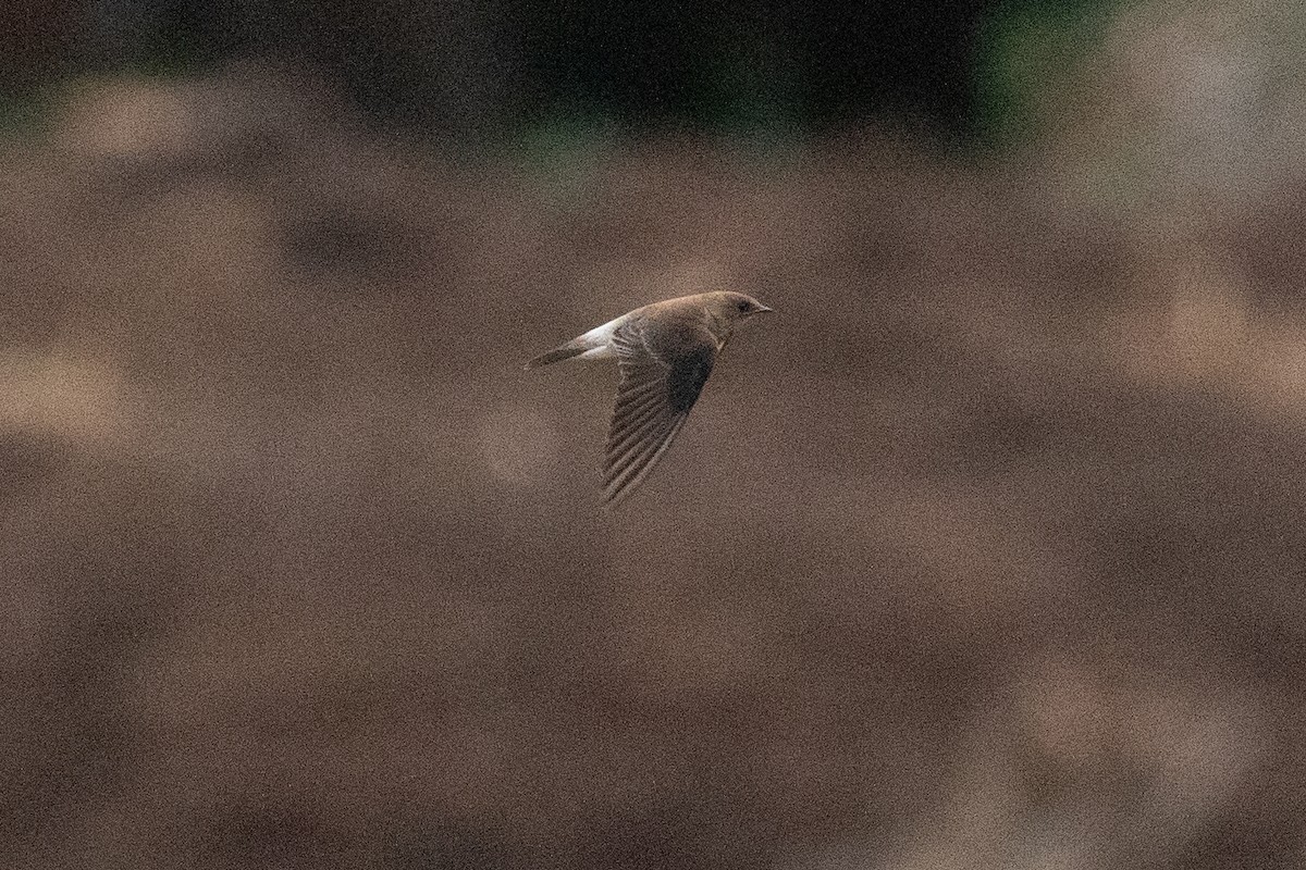 vlaštovka neotropická - ML622038054