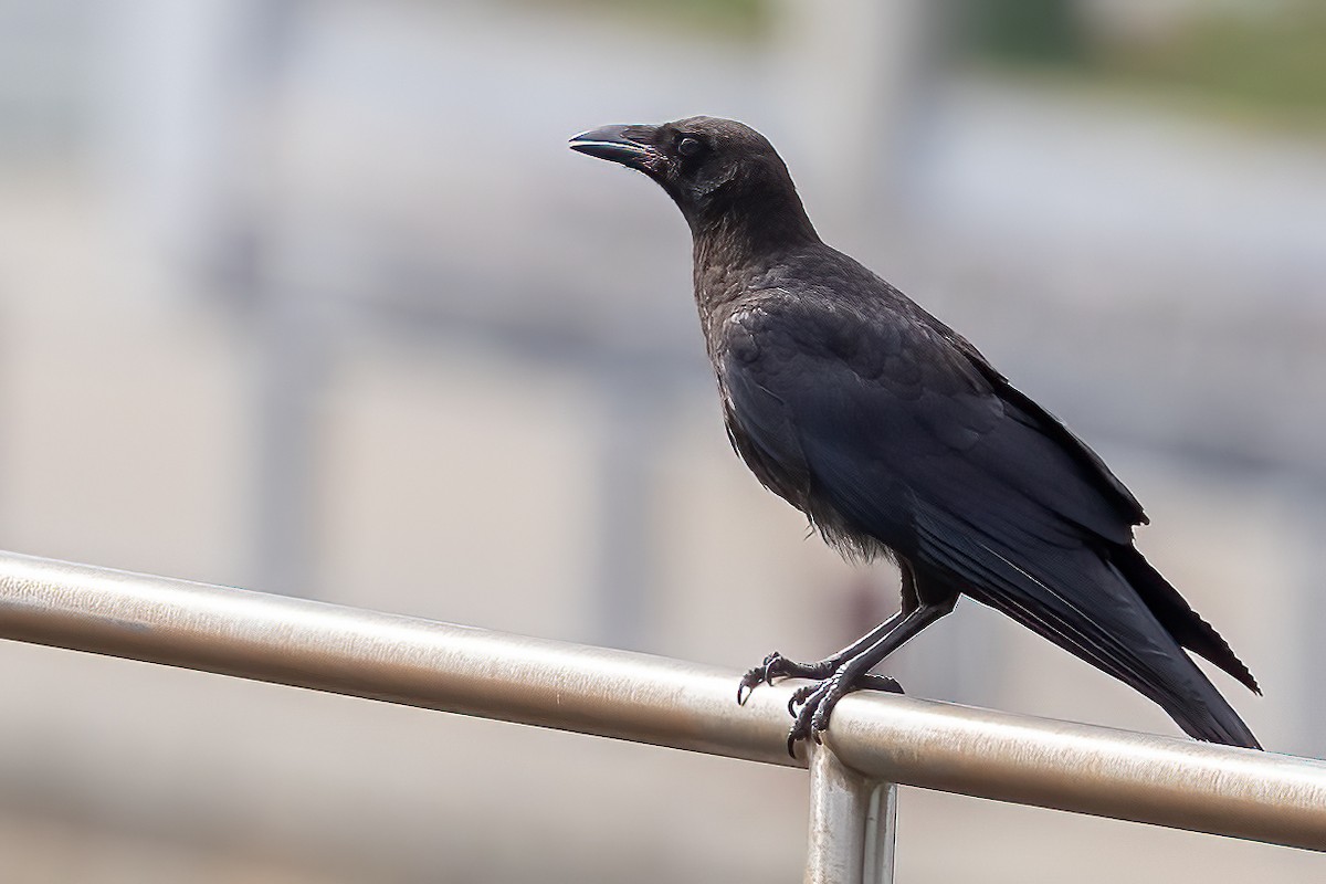 American Crow - ML622038055