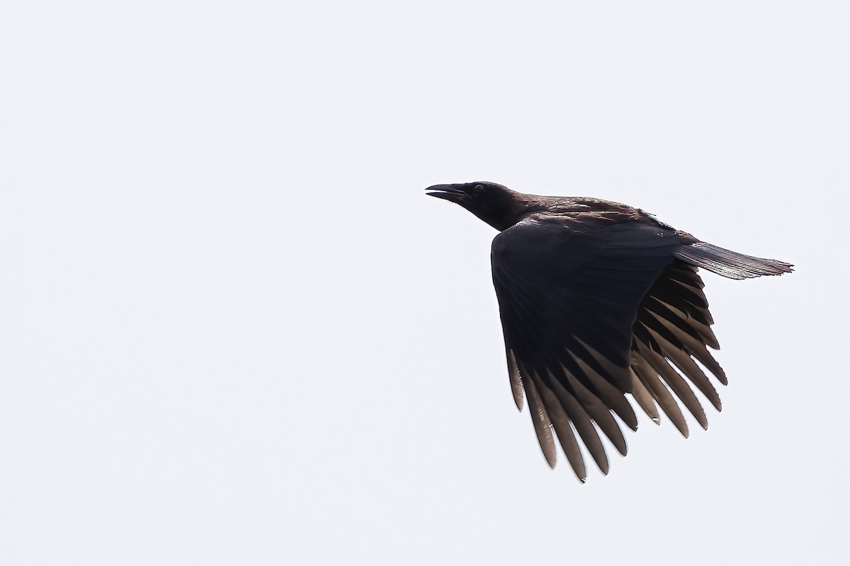 American Crow - ML622038056