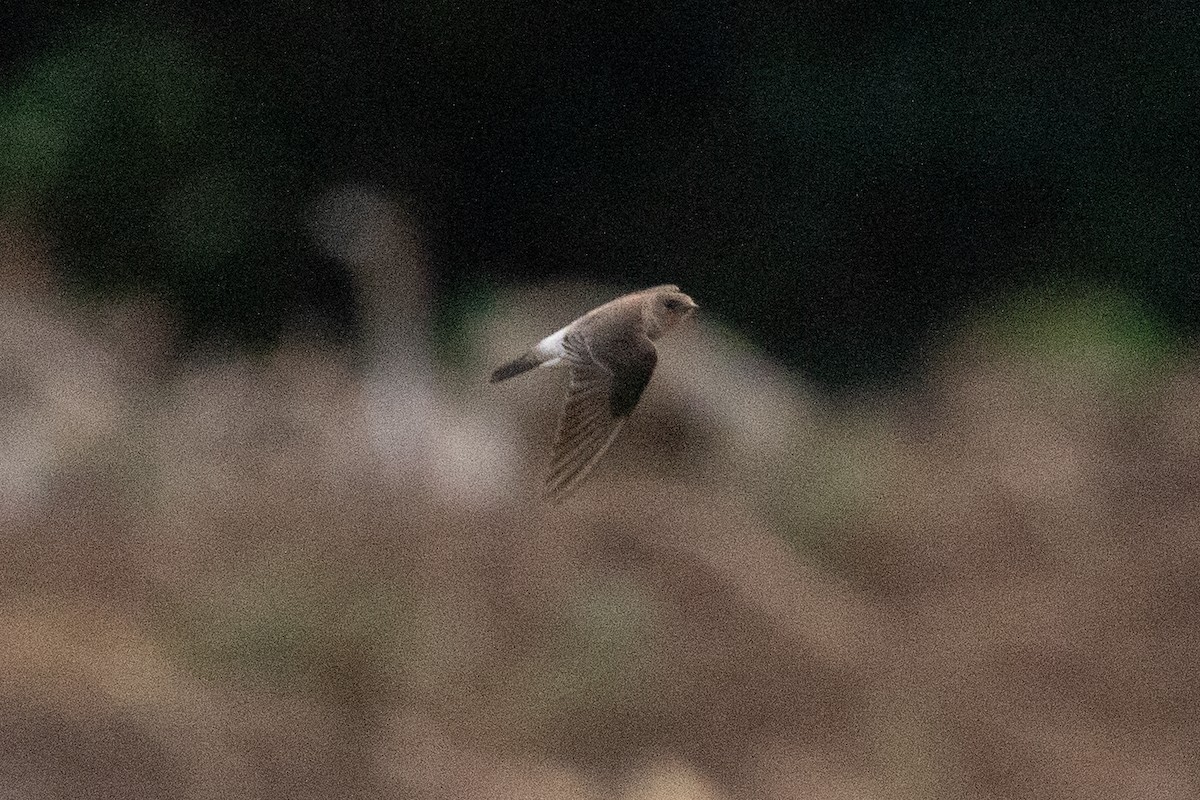 vlaštovka neotropická - ML622038057