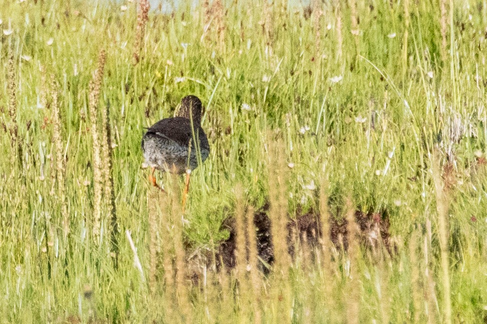 Common Redshank - ML622038062