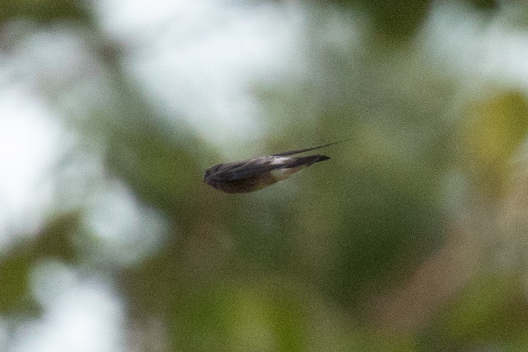 vlaštovka neotropická - ML622038063