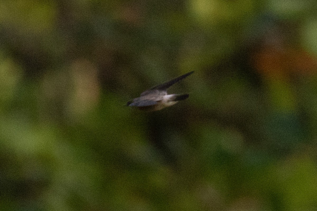 vlaštovka neotropická - ML622038064