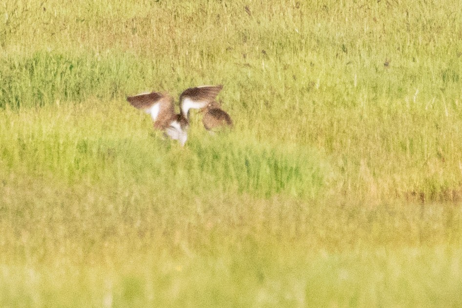 Common Redshank - ML622038065