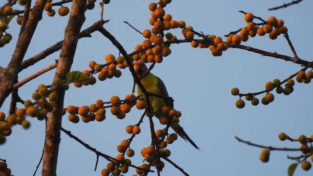 Plum-headed Parakeet - ML622038067