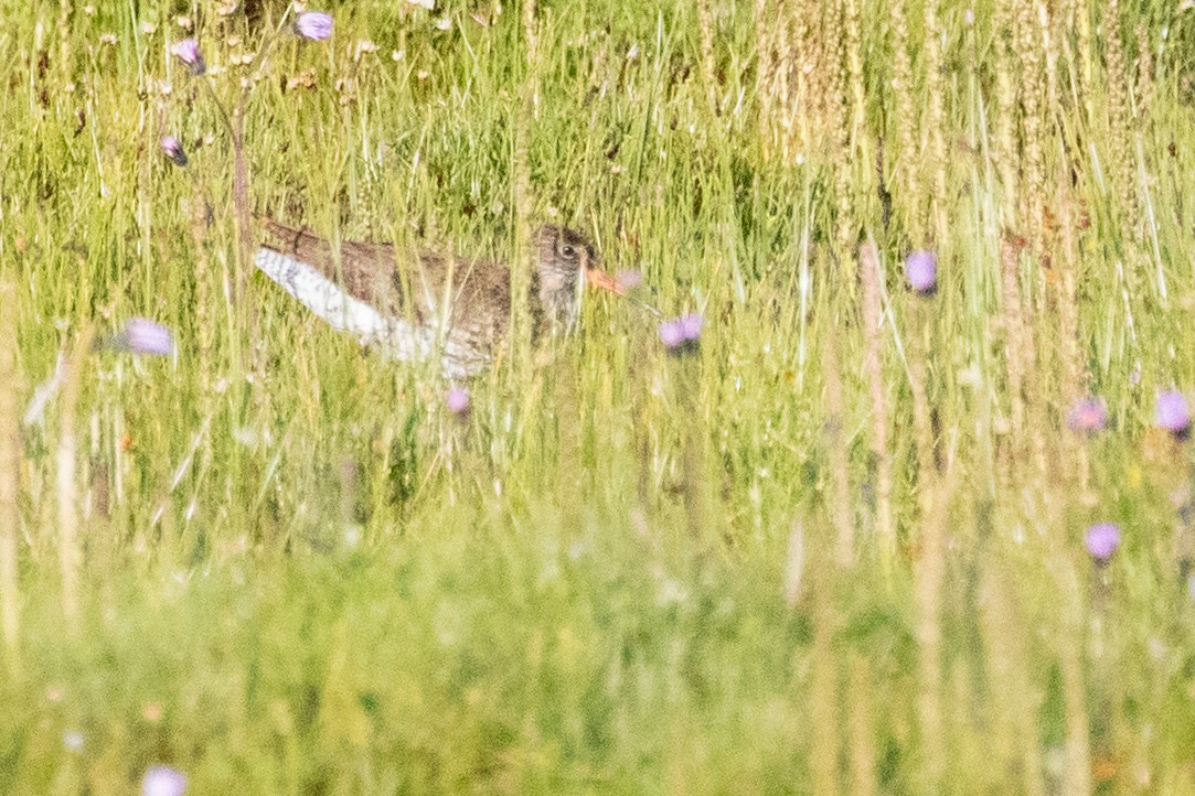 Common Redshank - ML622038069