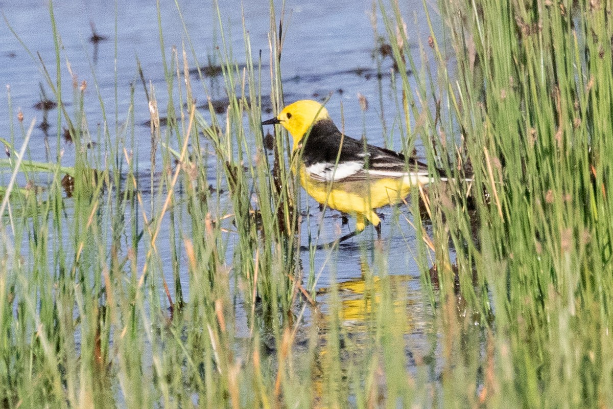 Citrine Wagtail (Black-backed) - ML622038109