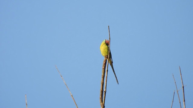 Plum-headed Parakeet - ML622038115