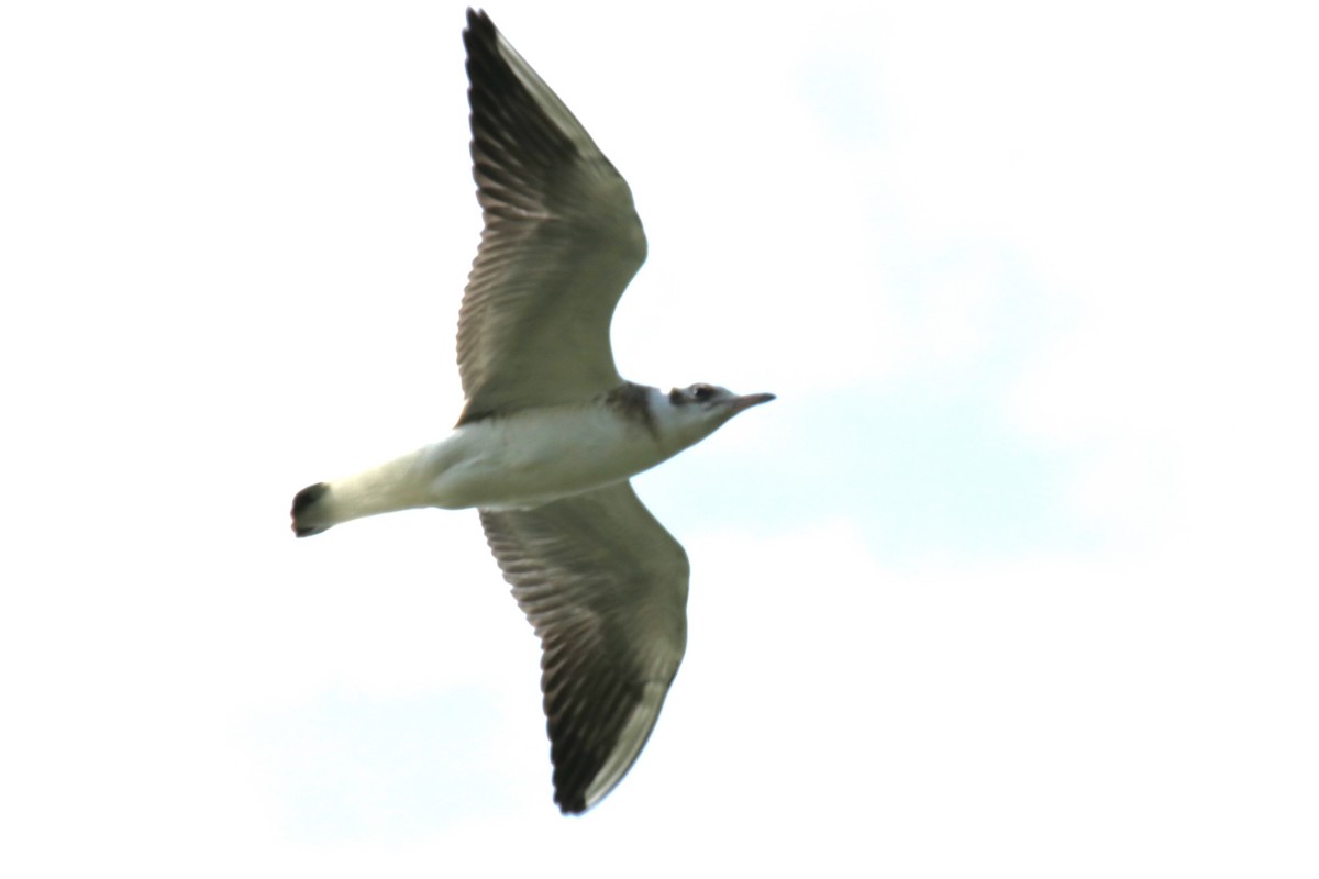 Black-headed Gull - ML622038116