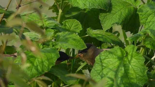 Brahminy Starling - ML622038143