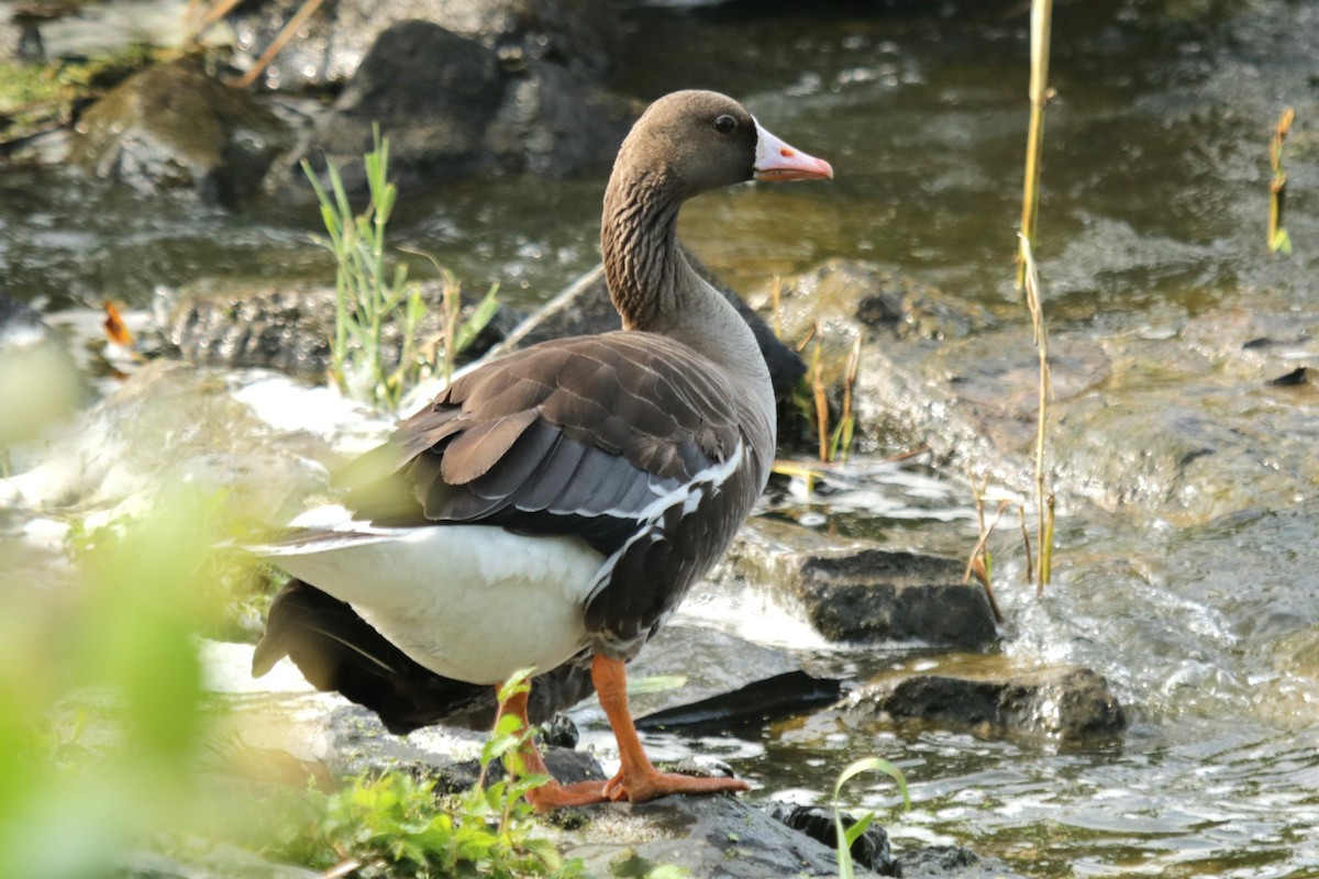 Greater White-fronted Goose - ML622038160