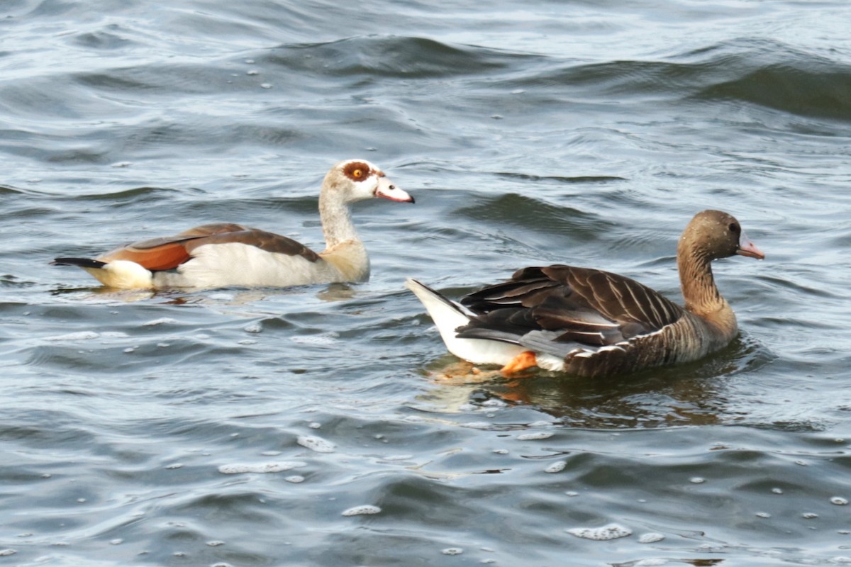 Egyptian Goose - ML622038162