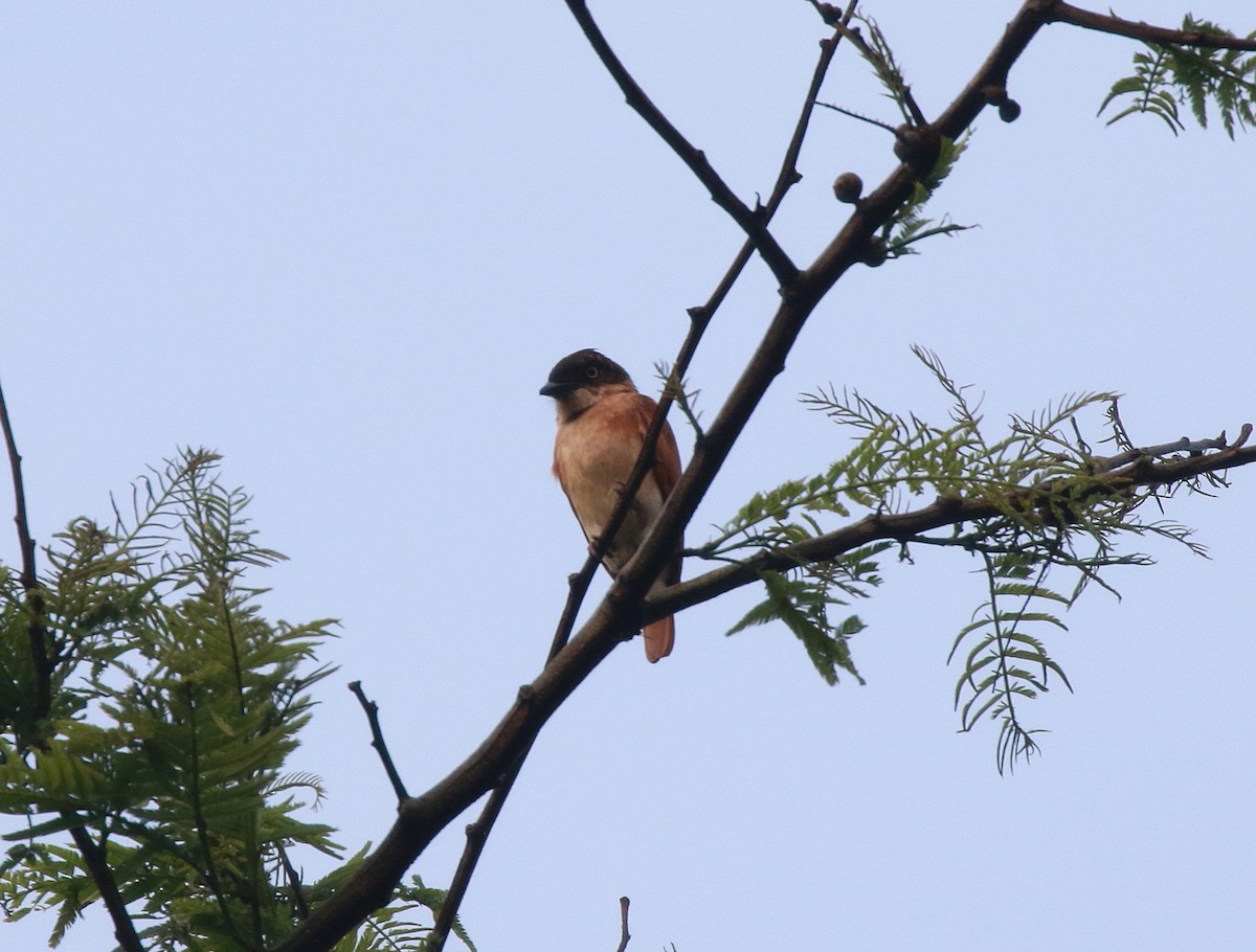 Black-and-white Shrike-flycatcher - ML622038169