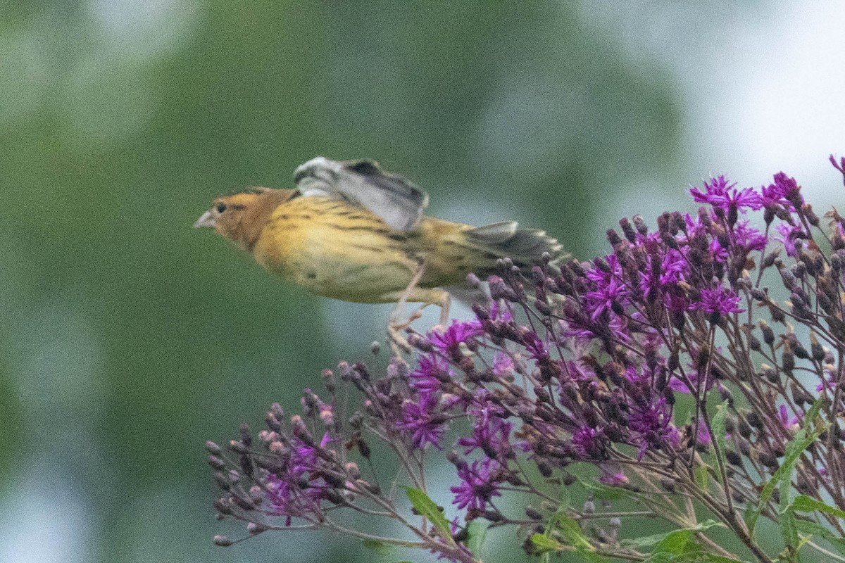 Bobolink - ML622038174