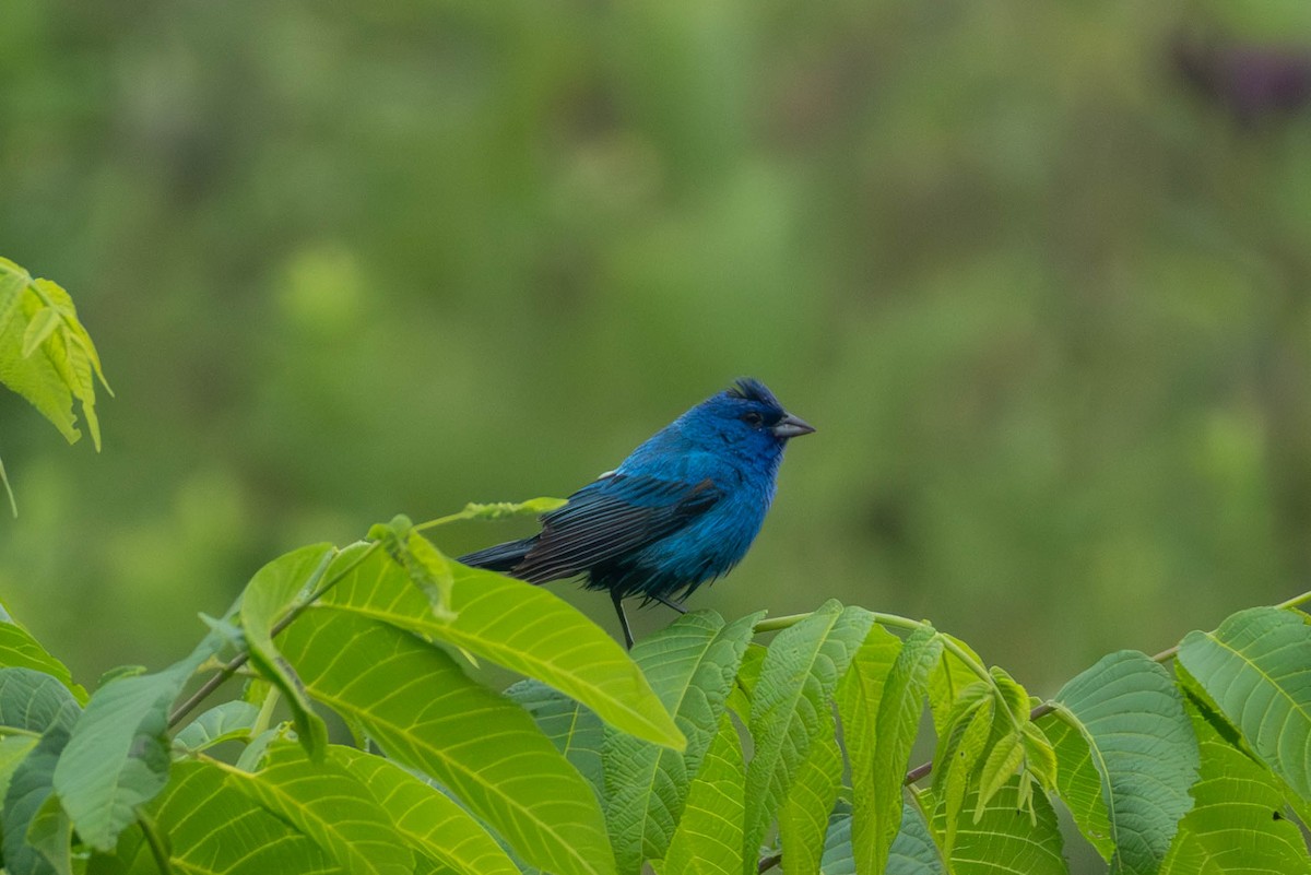 Indigo Bunting - ML622038179