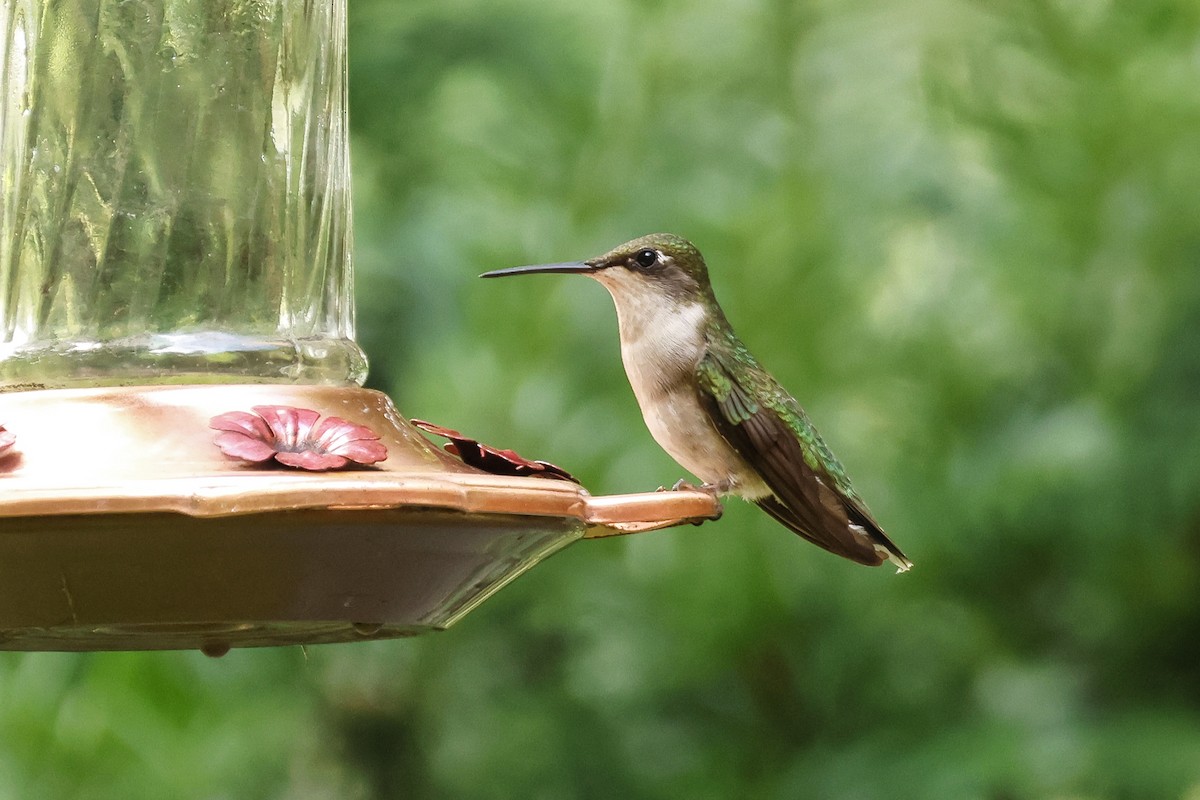 Ruby-throated Hummingbird - ML622038183