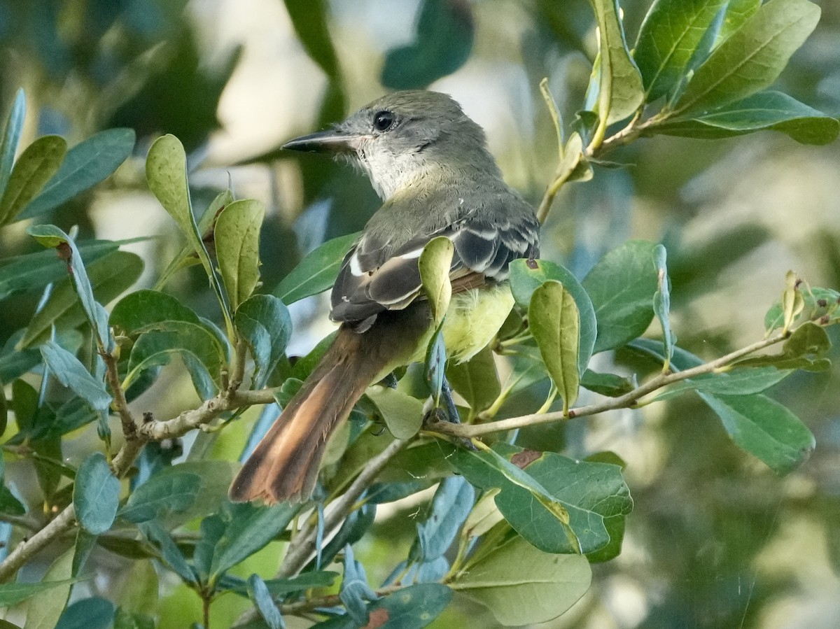 Great Crested Flycatcher - ML622038186