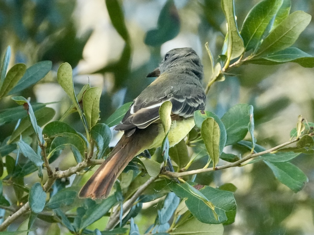 Great Crested Flycatcher - ML622038187