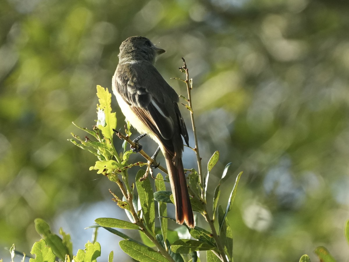 Great Crested Flycatcher - ML622038188