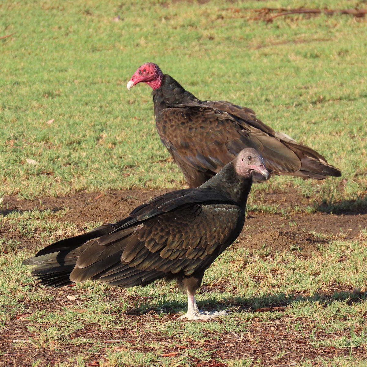 Turkey Vulture - ML622038189