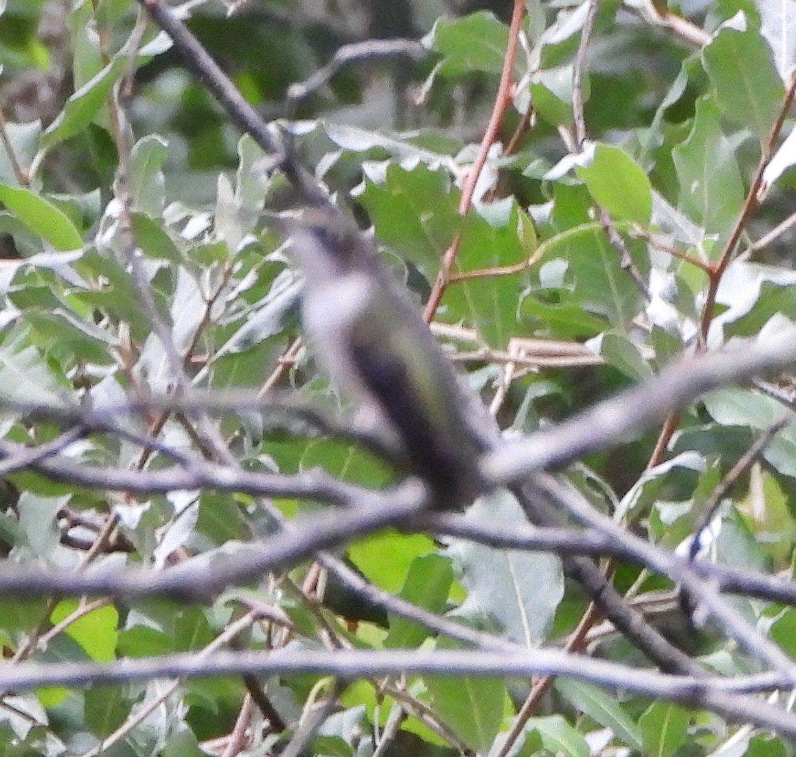 Ruby-throated Hummingbird - ML622038205