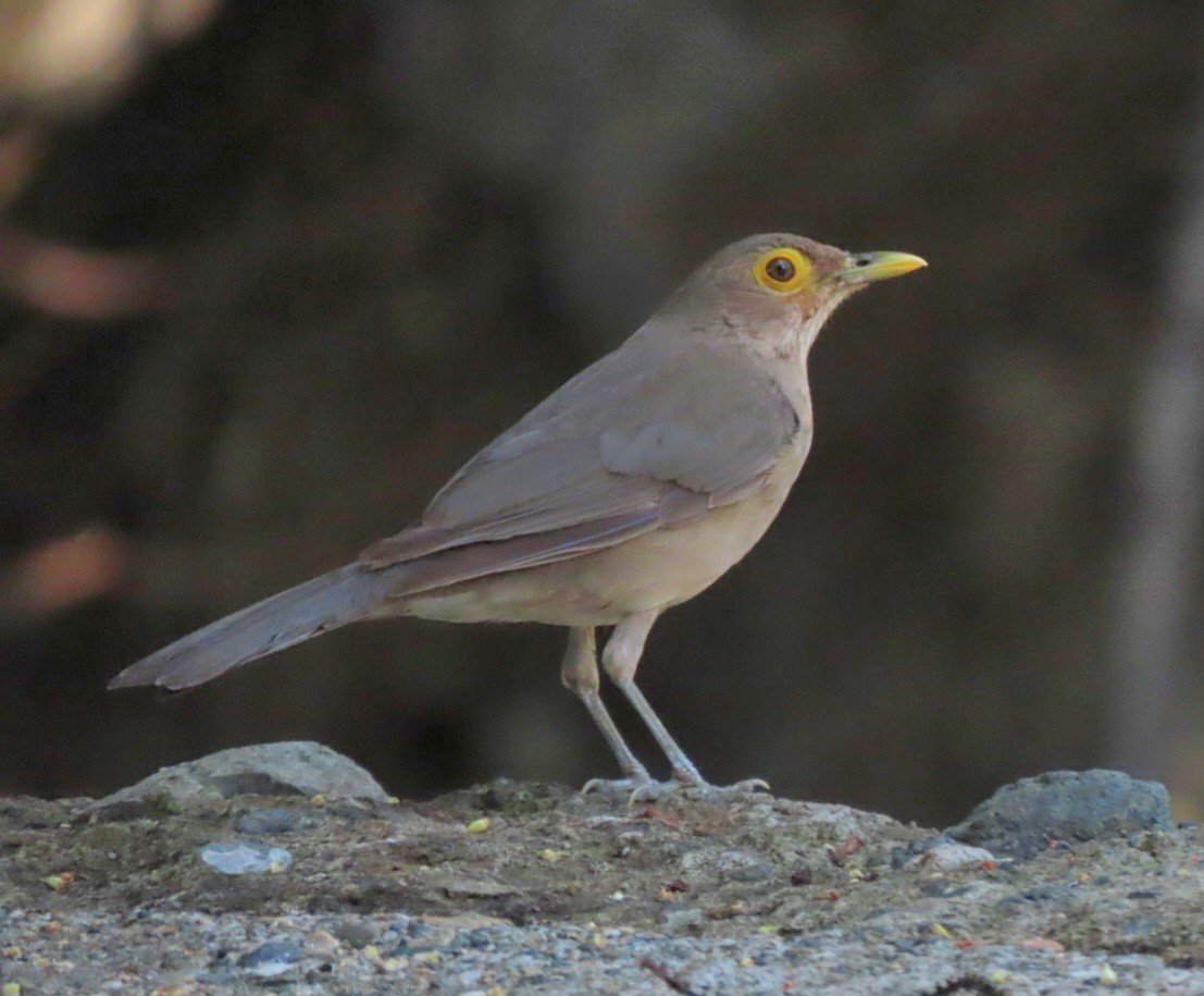 Spectacled Thrush - ML622038221