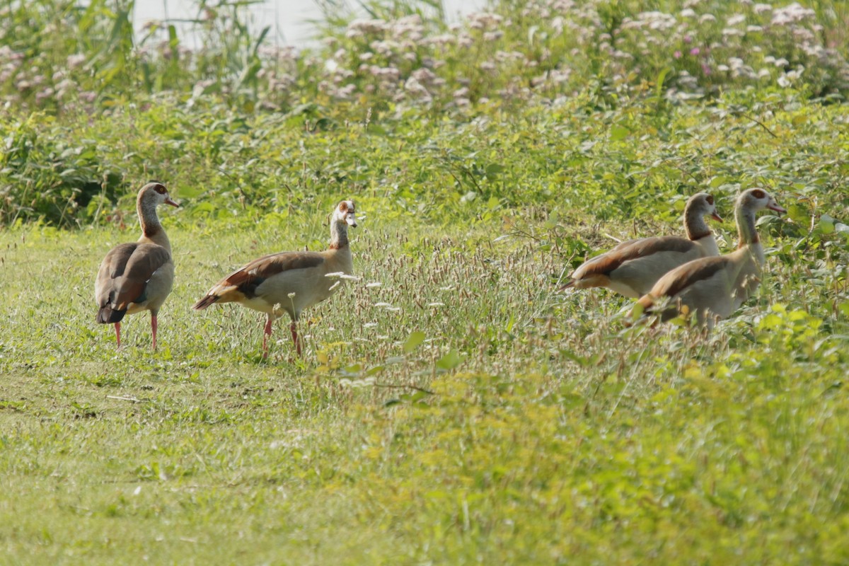 Egyptian Goose - ML622038239