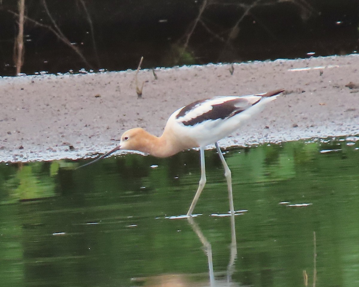 Avocette d'Amérique - ML622038244