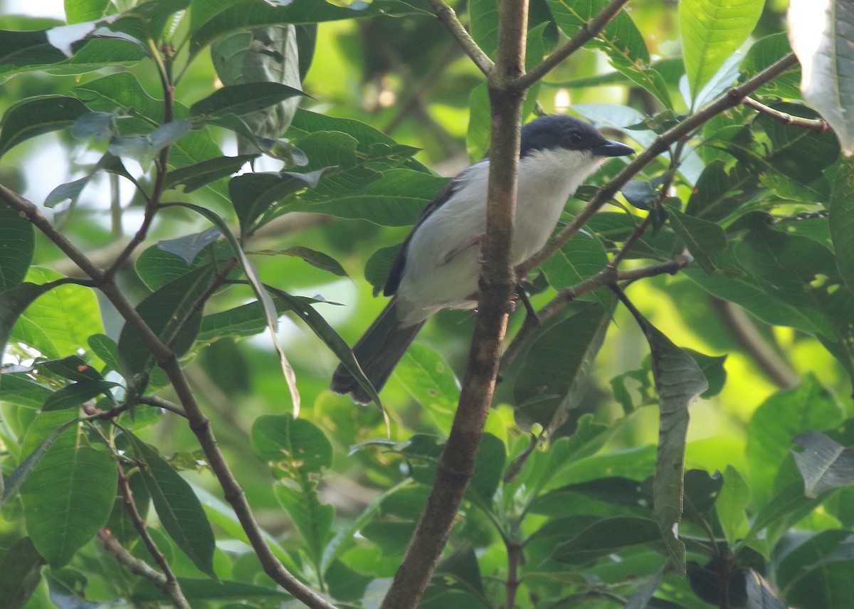 Pink-footed Puffback - Neil Osborne