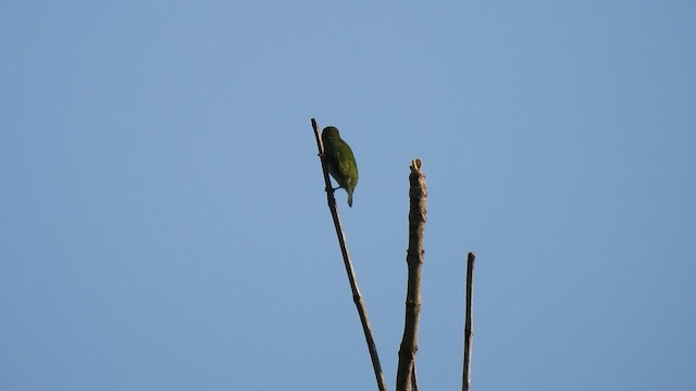 Malabar Barbet - ML622038317