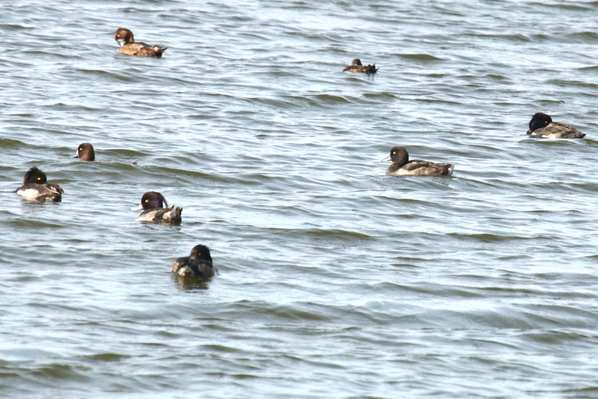 Tufted Duck - ML622038364