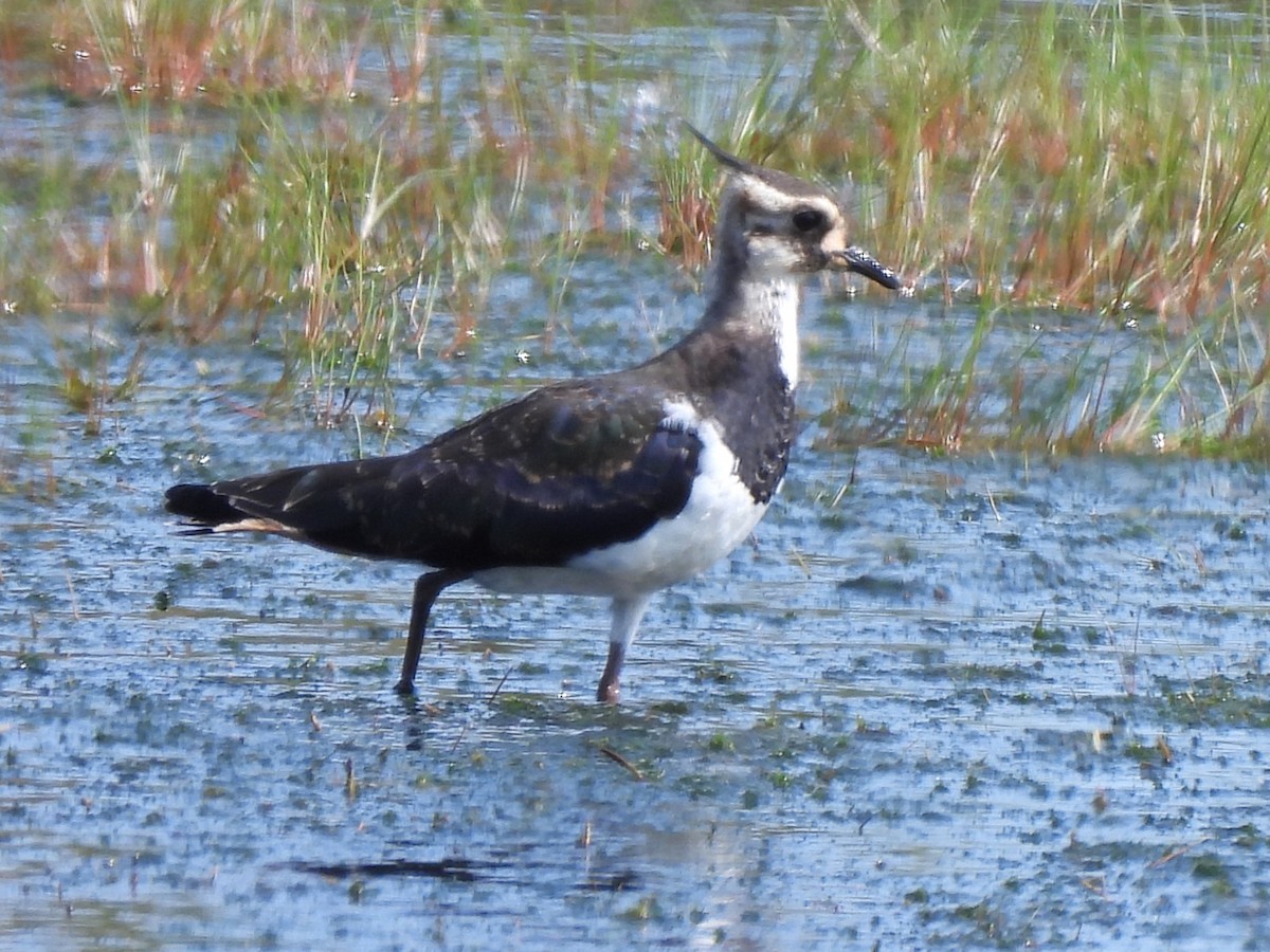 Northern Lapwing - ML622038409