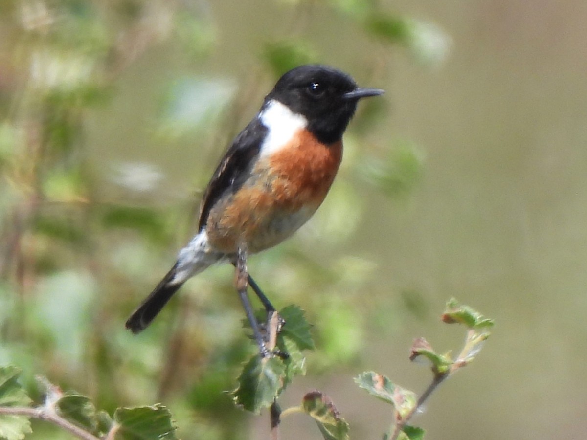 European Stonechat - ML622038414