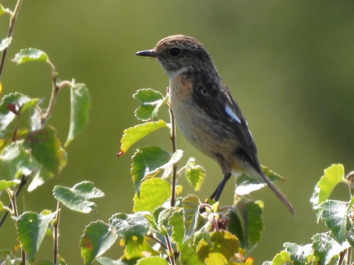 European Stonechat - ML622038415