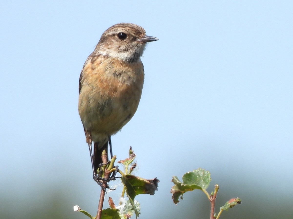 European Stonechat - ML622038416