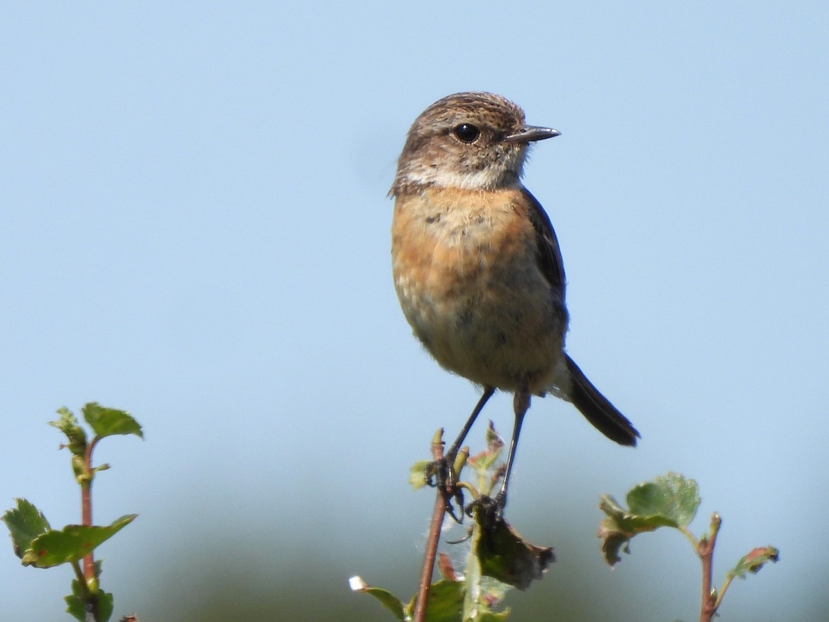 European Stonechat - ML622038418