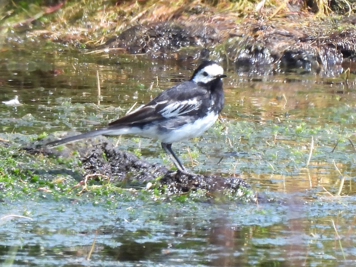 White Wagtail (British) - ML622038430