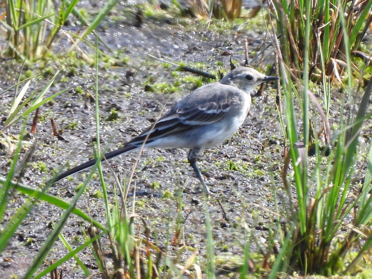 White Wagtail (British) - ML622038431